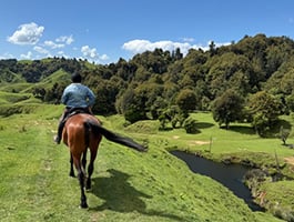 Lesson plus Trail Ride Lesson plus Trail Ride